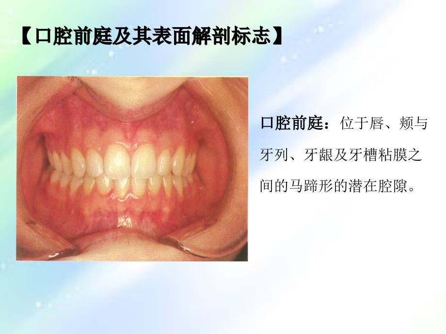 口腔局部解剖ppt_第3页