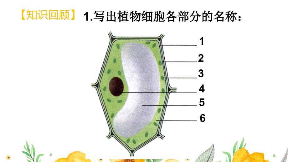 动物细胞教学课件-2024--2025学年（2024）人教版生物七年级上册_第2页