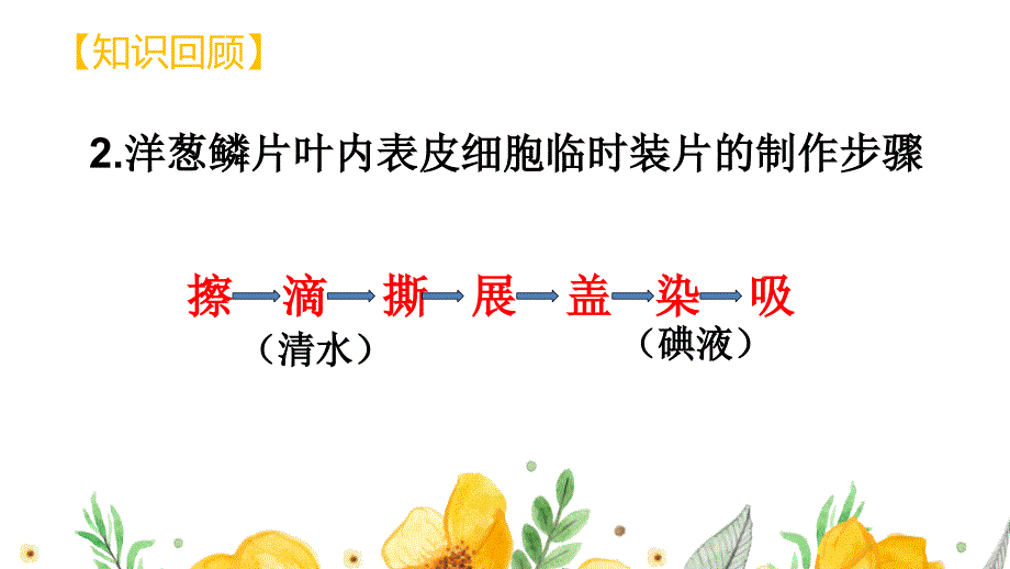 动物细胞教学课件-2024--2025学年（2024）人教版生物七年级上册_第3页