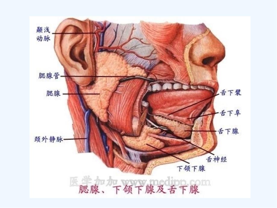 流行性腮腺炎的护理ppt_第4页