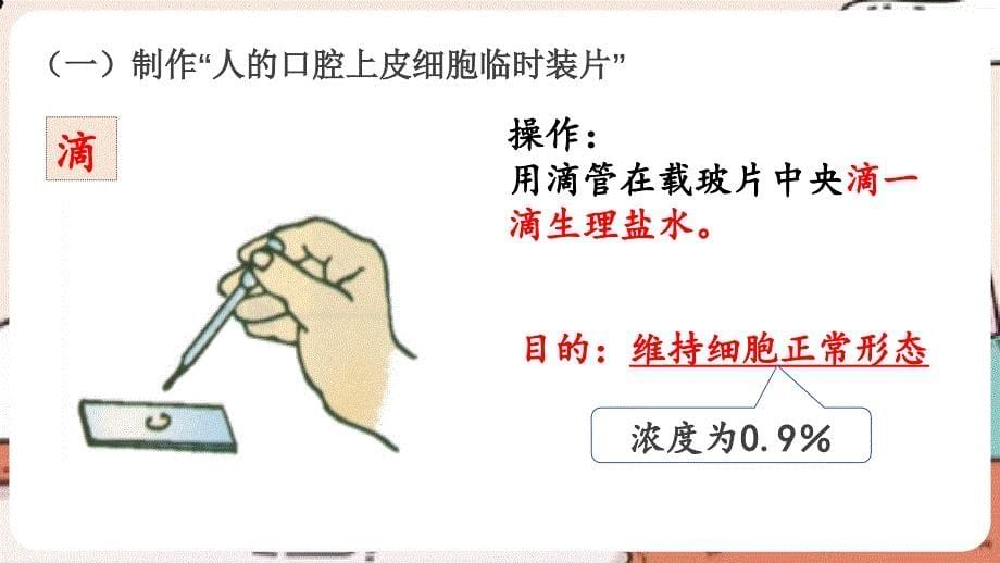 【课件】动物细胞（课件）-【大单元教学】2024-2025学年七年级生物上册人教版2024）_第5页