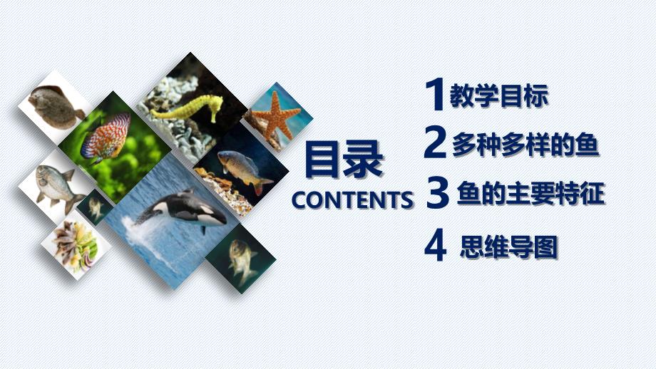 【课件】鱼教学课件-2024--2025学年人教版生物七年级上册_第2页