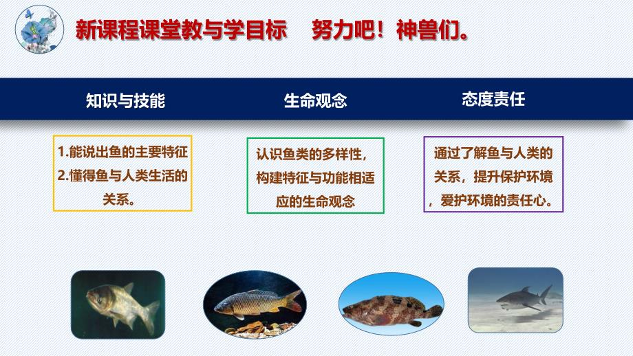 【课件】鱼教学课件-2024--2025学年人教版生物七年级上册_第3页