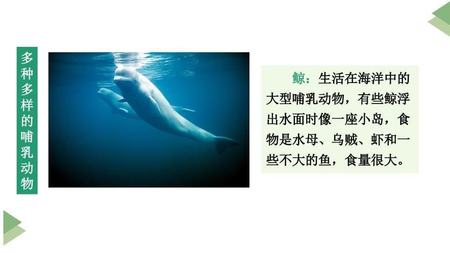 人教版生物八年级上册5.1.7《哺乳动物》（课件）_第5页