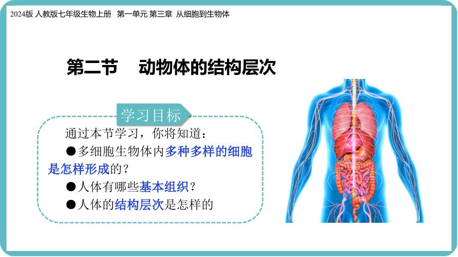 （人教版2024）七年级生物上册1.3.2《动物体的结构层次》课件_第2页