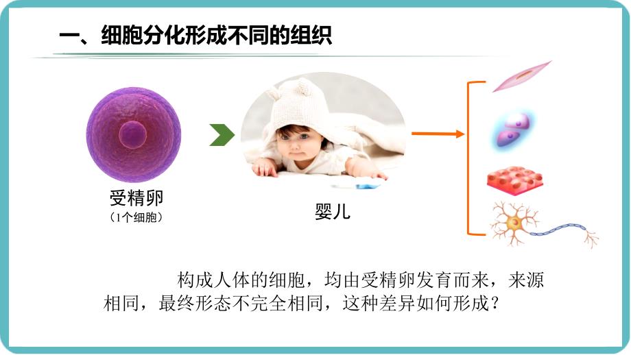 （人教版2024）七年级生物上册1.3.2《动物体的结构层次》课件_第4页