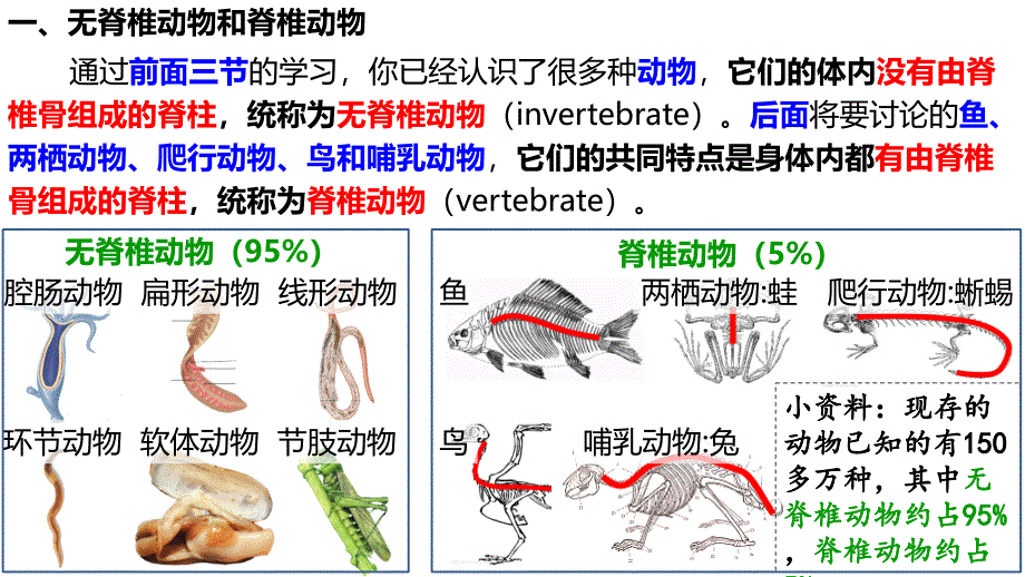 人教版生物八年级上册5.1.4《鱼》课件_第3页