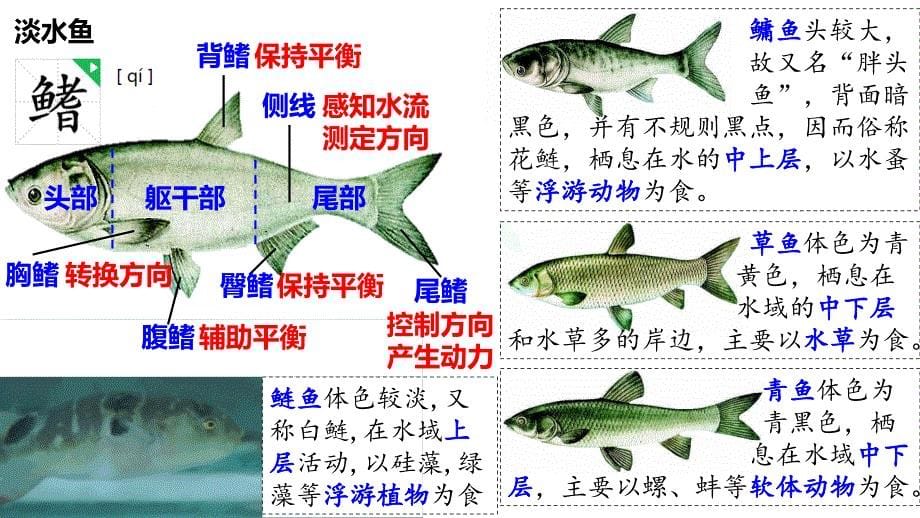 人教版生物八年级上册5.1.4《鱼》课件_第5页