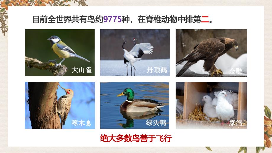 人教版生物八年级上册5.1.6《鸟》（课件）_第3页