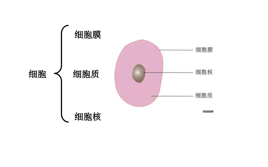 细胞核的结构和功能课件-2024-2025学年高一上学期生物人教版（2019）必修1_第2页