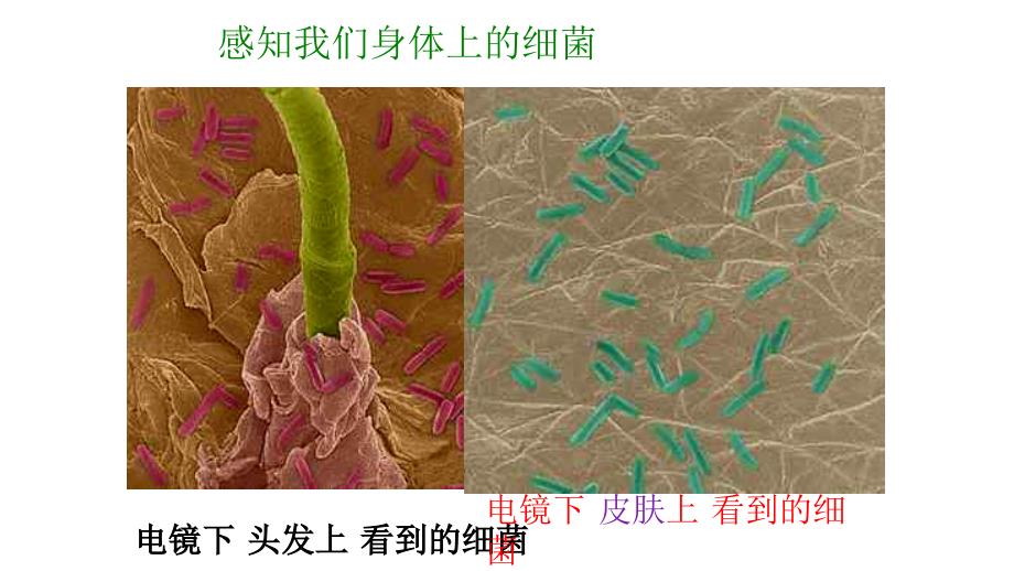 人教版生物八年级上册5.4.2《细菌》课件_第2页