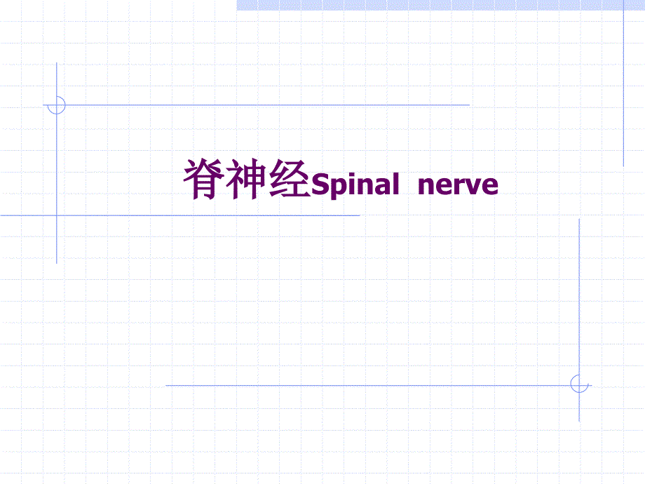 神经系统之脊神经Spinalnerve_第1页