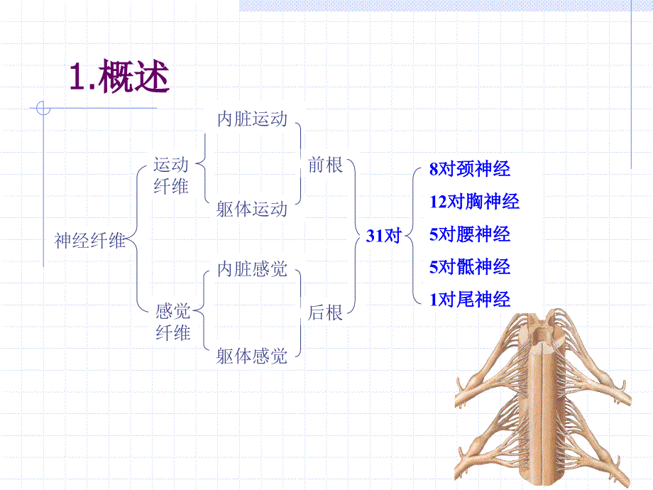 神经系统之脊神经Spinalnerve_第2页