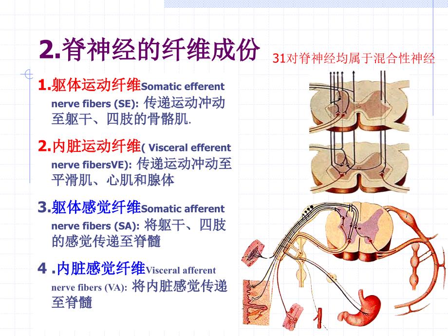 神经系统之脊神经Spinalnerve_第3页