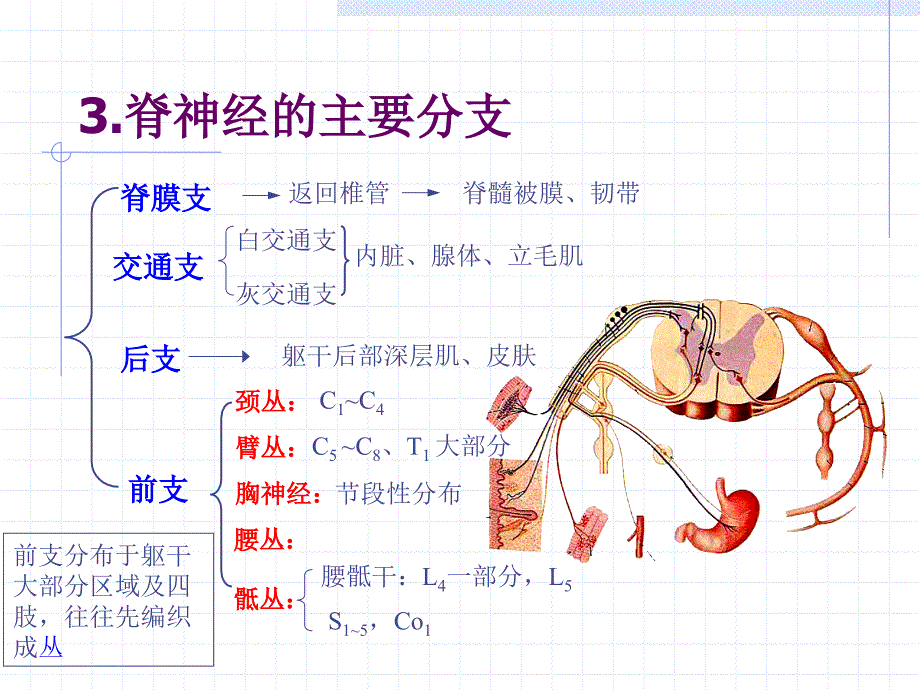 神经系统之脊神经Spinalnerve_第4页