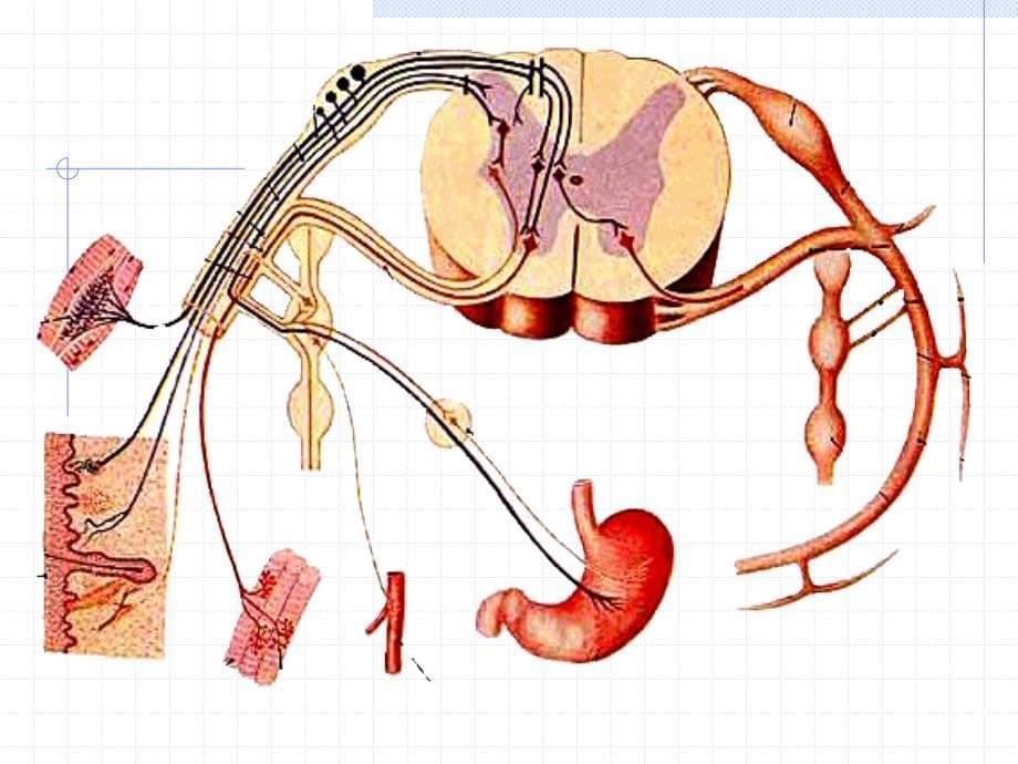 神经系统之脊神经Spinalnerve_第5页