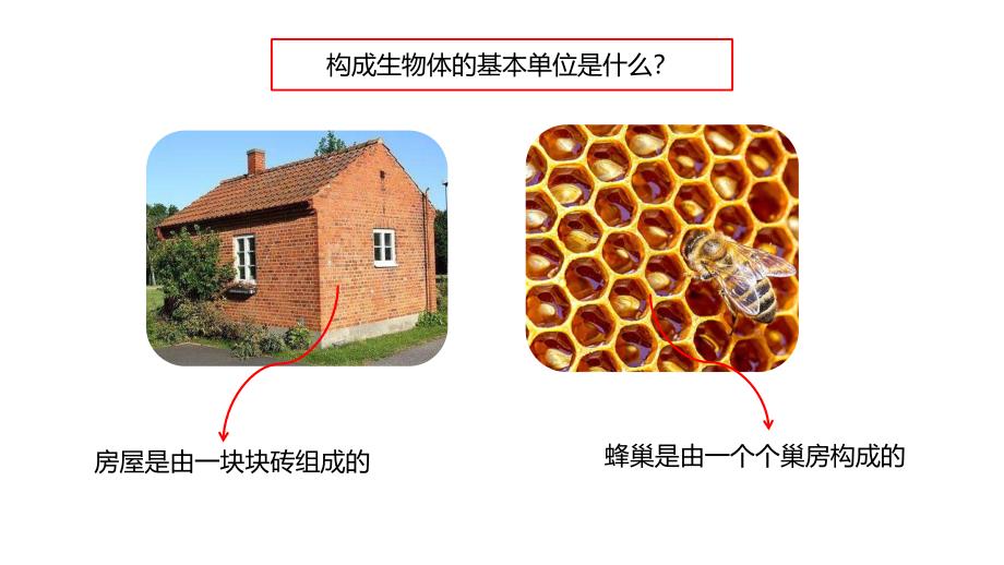 青岛版小学六年级科学上册第一单元遗传和变异1细胞教学课件_第2页