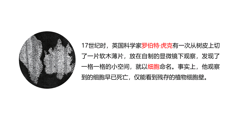 青岛版小学六年级科学上册第一单元遗传和变异1细胞教学课件_第3页