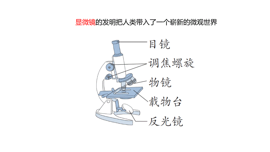 青岛版小学六年级科学上册第一单元遗传和变异1细胞教学课件_第4页