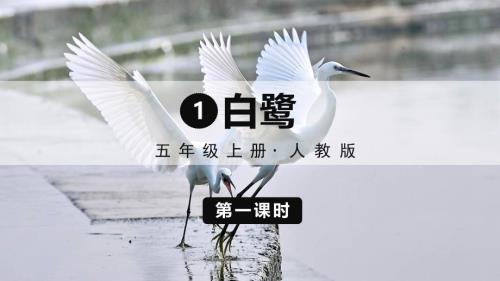 统编版五年级语文上册第1课《白鹭》精品课件