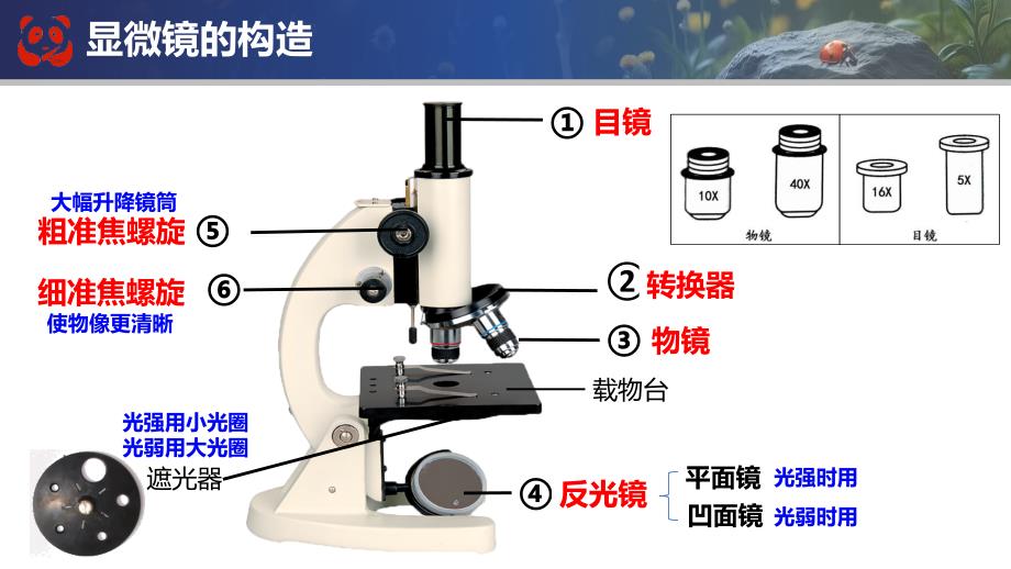 【生 物】期末总复习课件-2024--2025学年人教版生物七年级上册_第3页