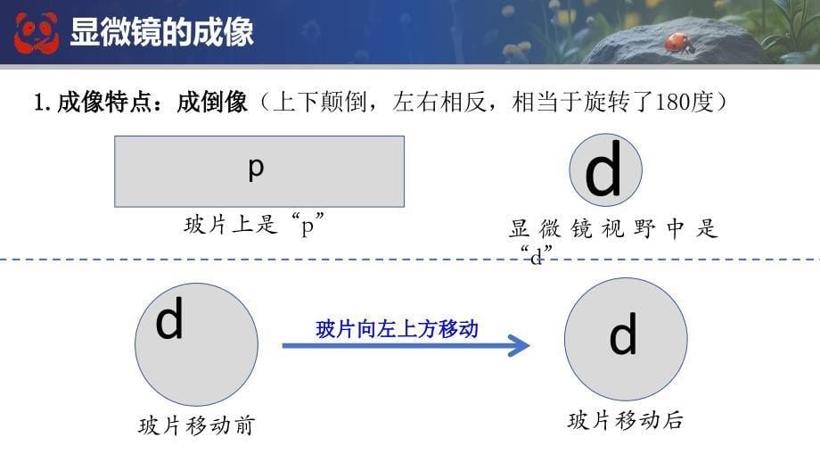 【生 物】期末总复习课件-2024--2025学年人教版生物七年级上册_第5页