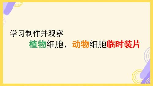 【生 物】学习制作并观察植物细胞、动物细胞临时装片课件-2024--2025学年人教版生物七年级上册