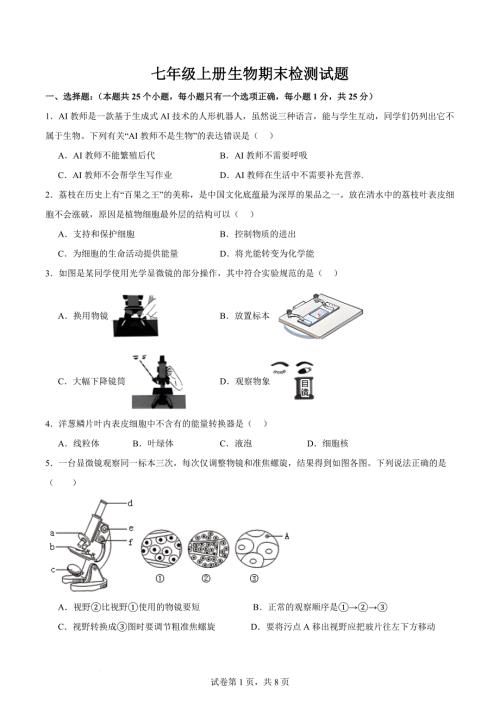 【生 物】期末检测试题2024-2025学年人教版生物七年级上册