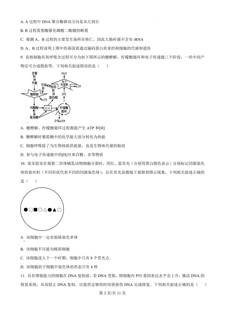 江苏省盐城市2024-2025学年高三上学期11月期中生物（原卷版）_第3页