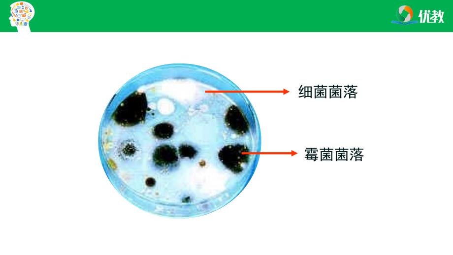 2021-2022学年生物八上《第四章 细菌和真菌》章末复习课件_第3页