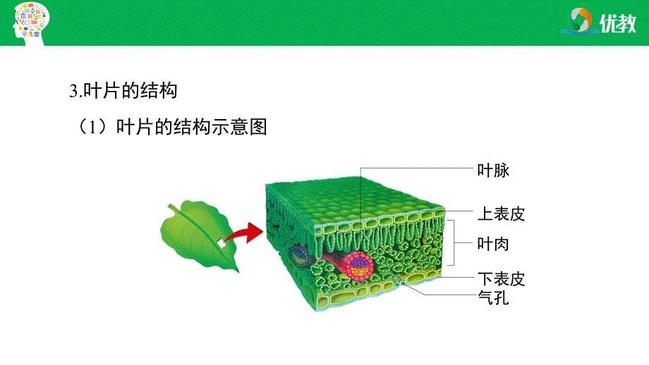 2021-2022学年生物七上《第三章 绿色植物与生物圈的水循环》章末复习课件_第5页