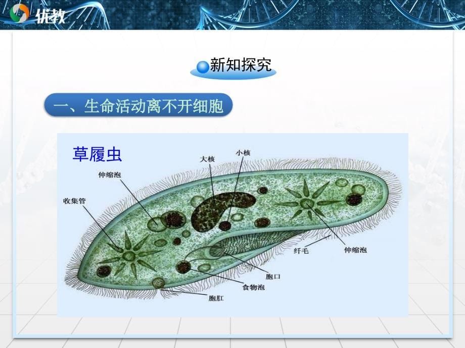 《从生物圈到细胞》优教课件_第5页