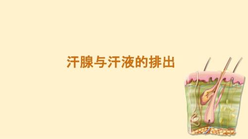 初中生物汗腺与汗液的排出++课件-2024-2025学年冀少版生物七年级下册