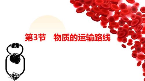 初中生物物质运输的路线 课件-2024-2025学年冀少版生物七年级下册