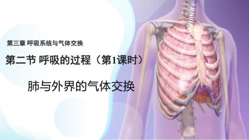 初中生物肺与外界的气体交换 课件-2024--2025学年冀少版生物七年级下册