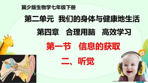 初中生物听觉 课件-2024--2025学年冀少版生物七年级下册
