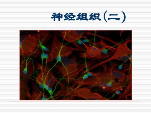 【系统解剖学课件】神经组织（二）