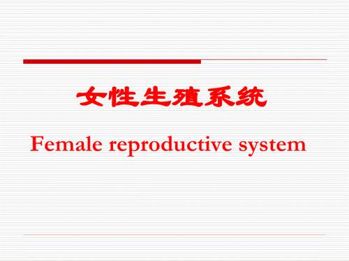 【系统解剖学课件】女性生殖系统