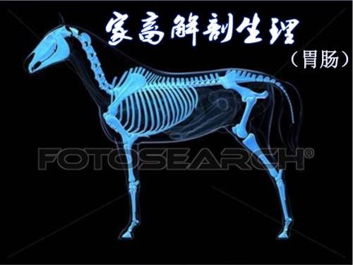 兽医PPT课件：家畜解剖生理（肠胃）